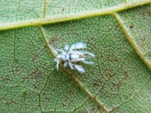 Original_Asian-woolly-hackberry-aphid_s4x3.jpg.rend.hgtvcom.616.462