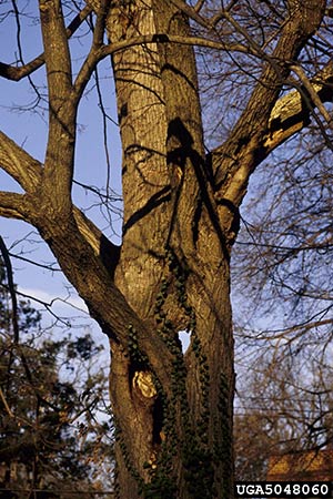 architectural-pruning