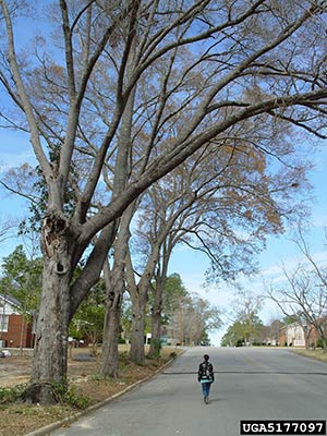 damaged-tree