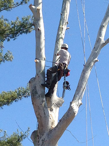 tree-removal-services