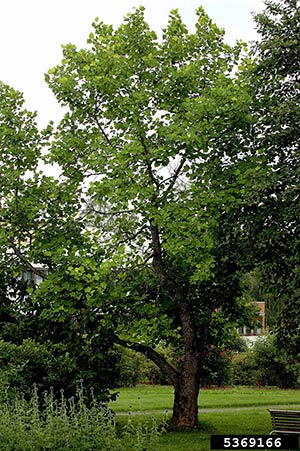 tulip-poplar