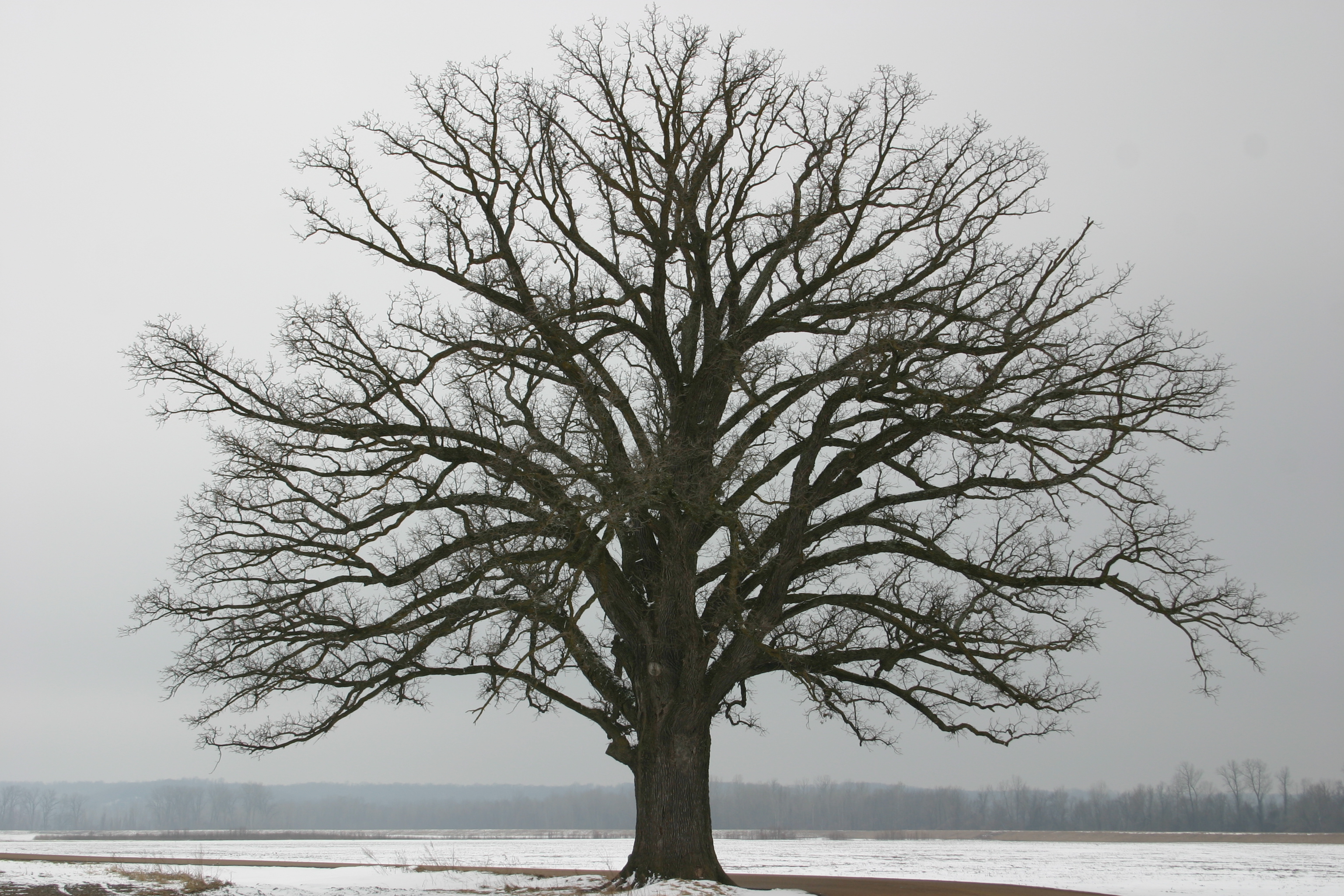 Winter Tree