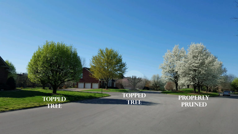 Why Tree Topping is the WORST option! - Full Circle Tree & Shrub