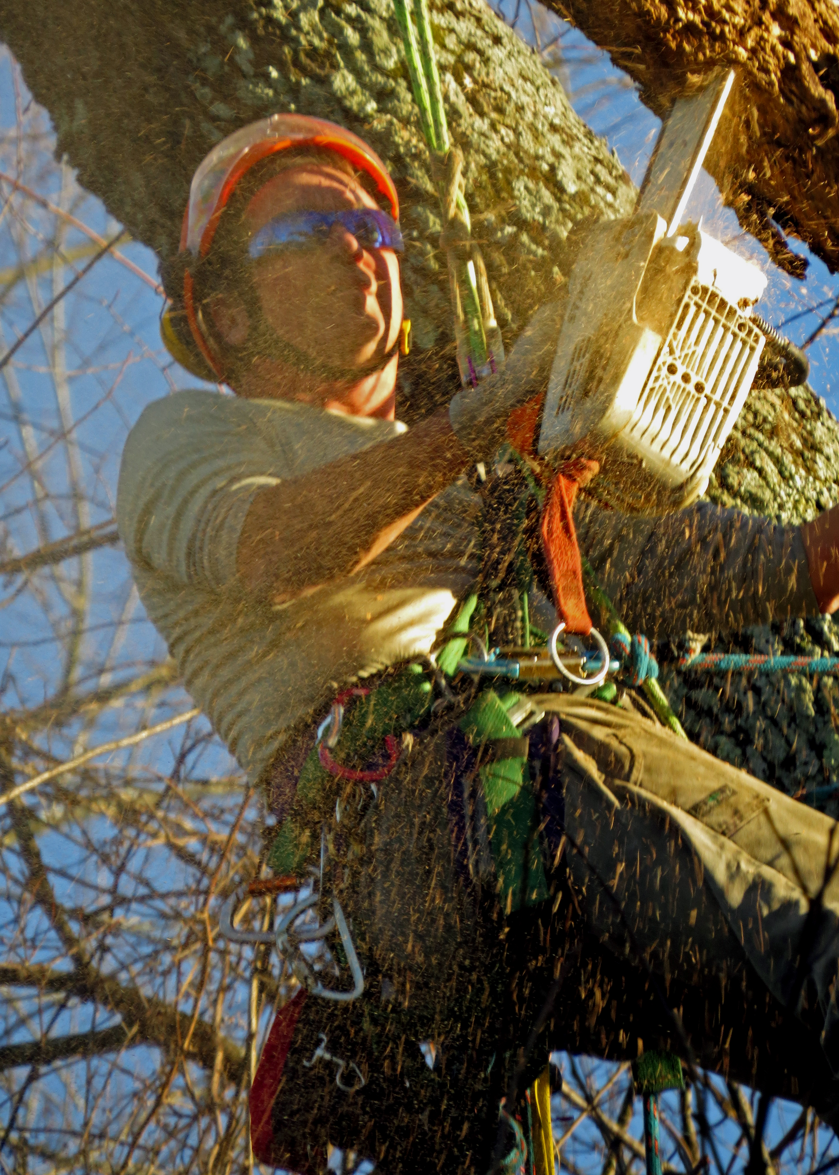 HOW DOES A TREE SERVICE CUT DOWN A TREE?