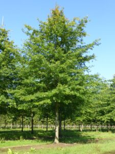 Pin Oak
