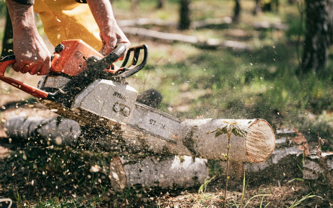 WHAT TO ASK WHEN HIRING A TREE SERVICE